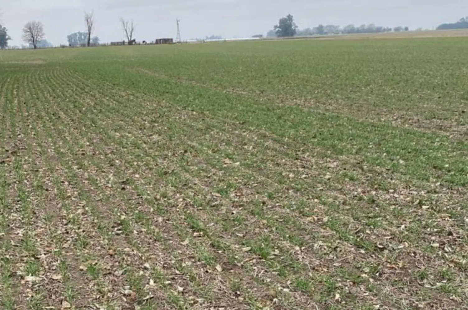 Campo en venta 219.23 ha - Pergamino