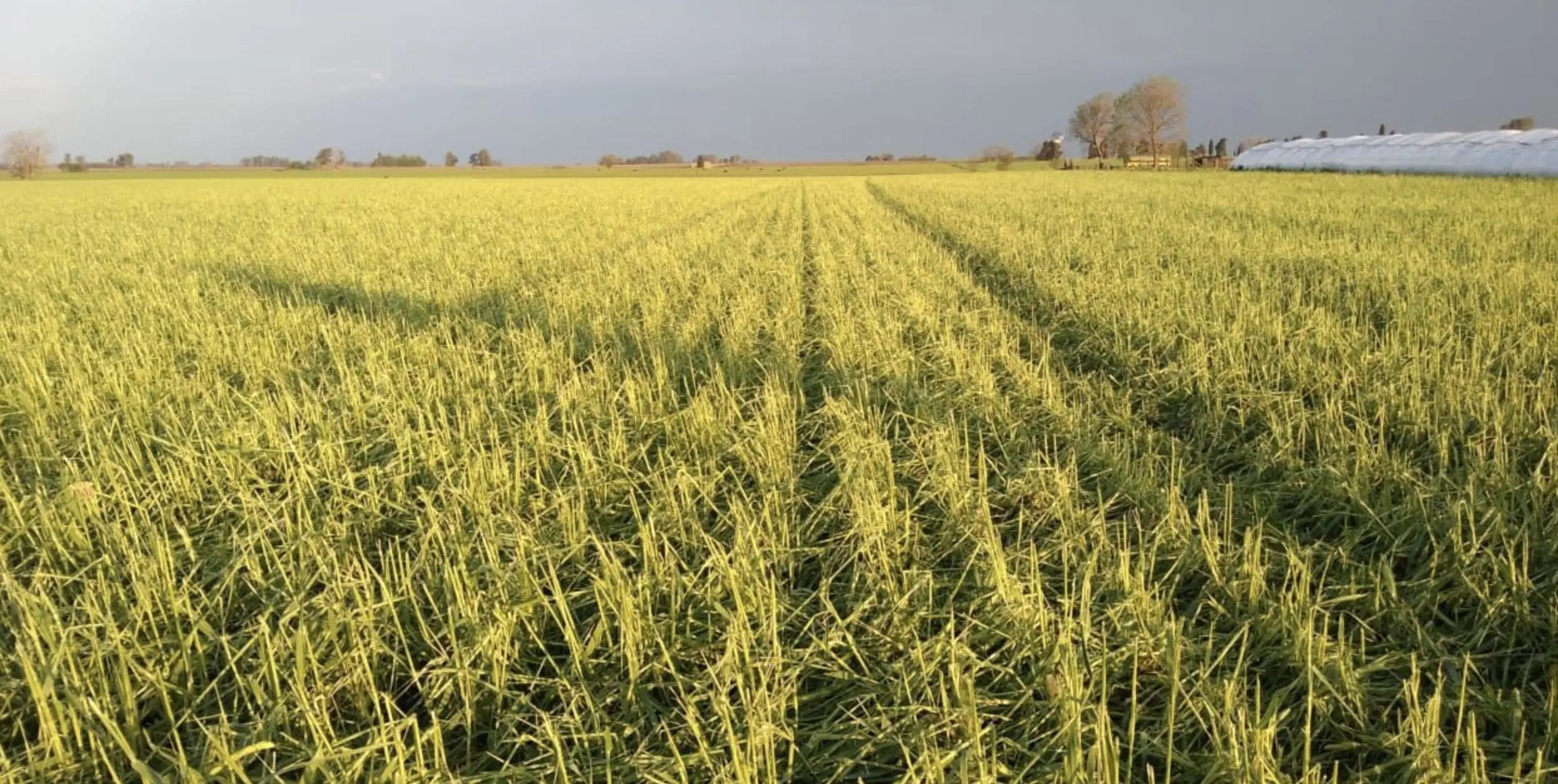 Campo en venta 17.93 ha - Pergamino
