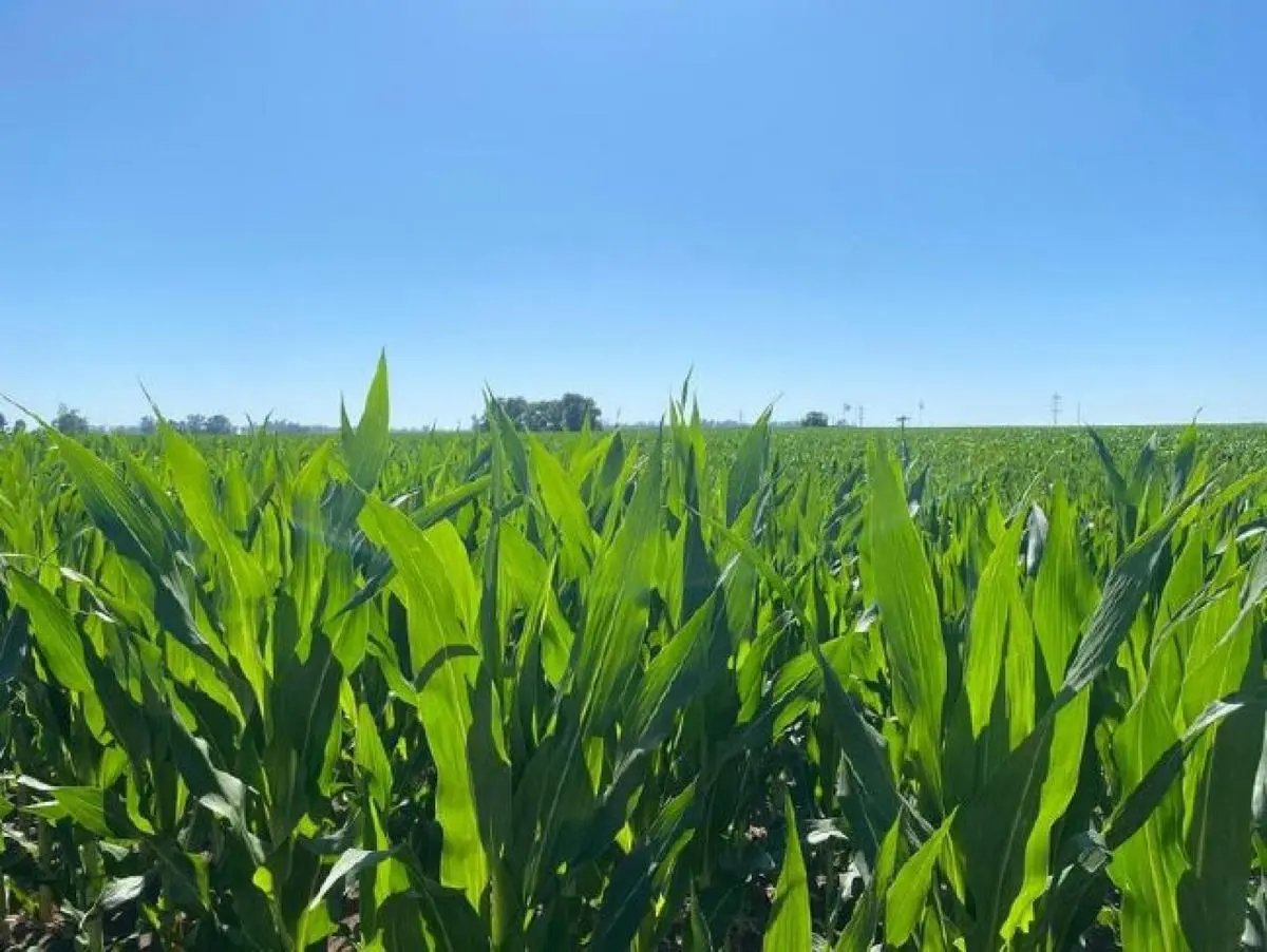 Campo en venta 41.04 ha - Pergamino