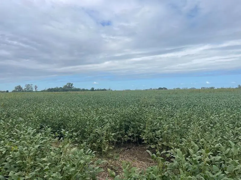 Campo en venta 215.02 ha - Pergamino
