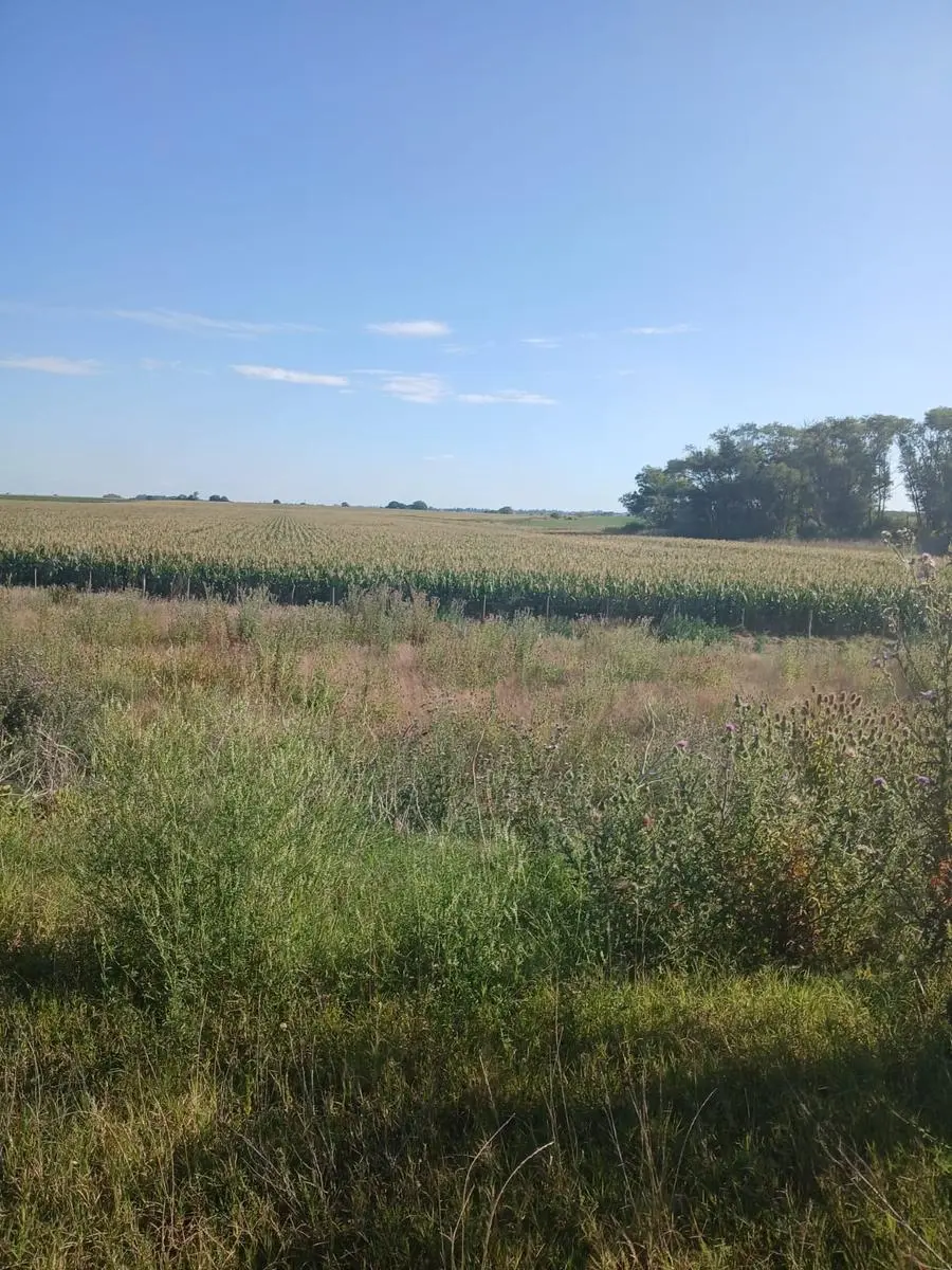 Campo en venta 150.19 ha - Pergamino